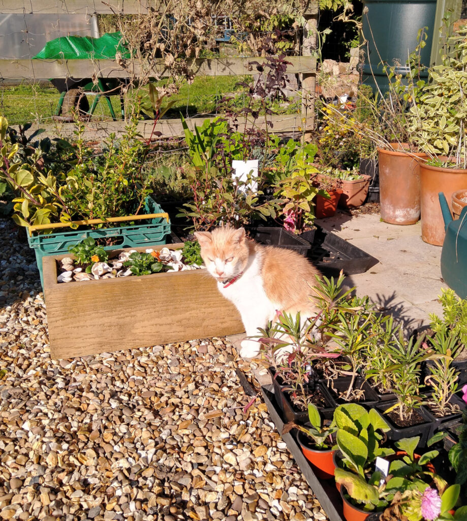 Taking in the sun