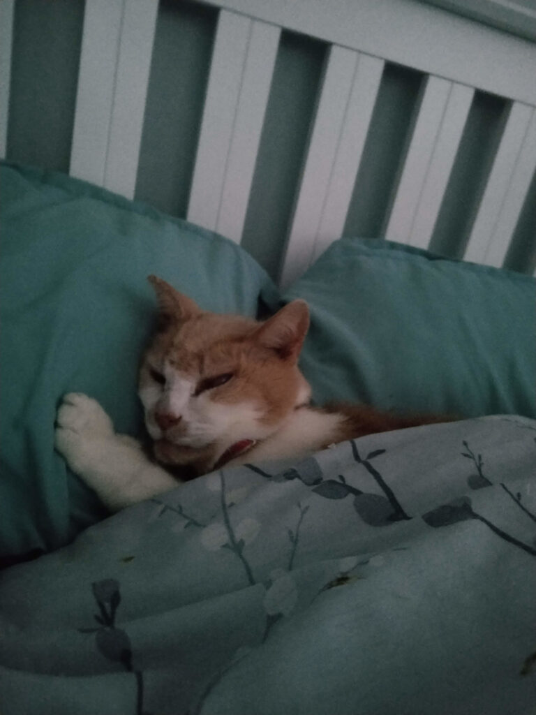 Tired kitty