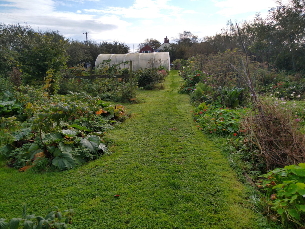 Autmn view towards polytunnel