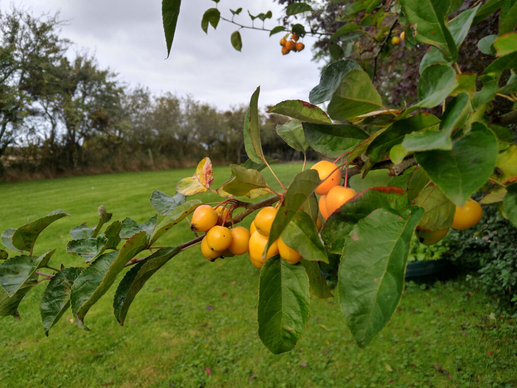 Crab apple
