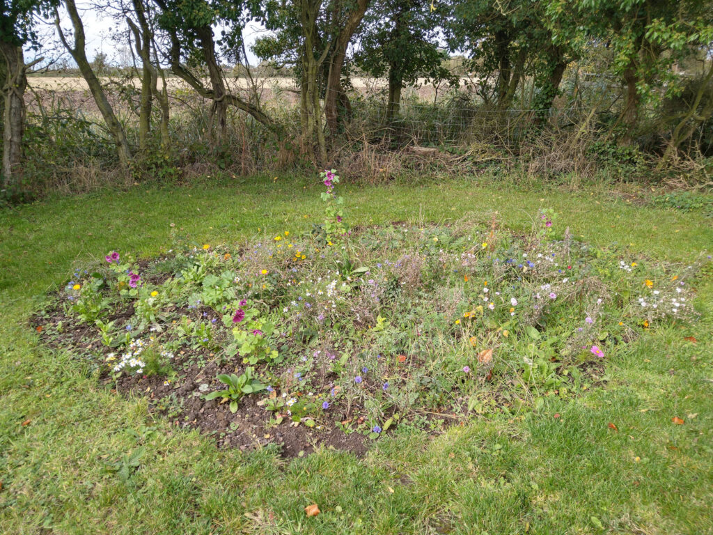 Wildflower bed