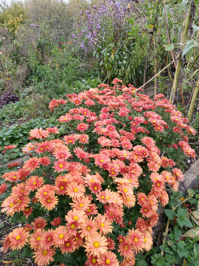 Chrysanthemum