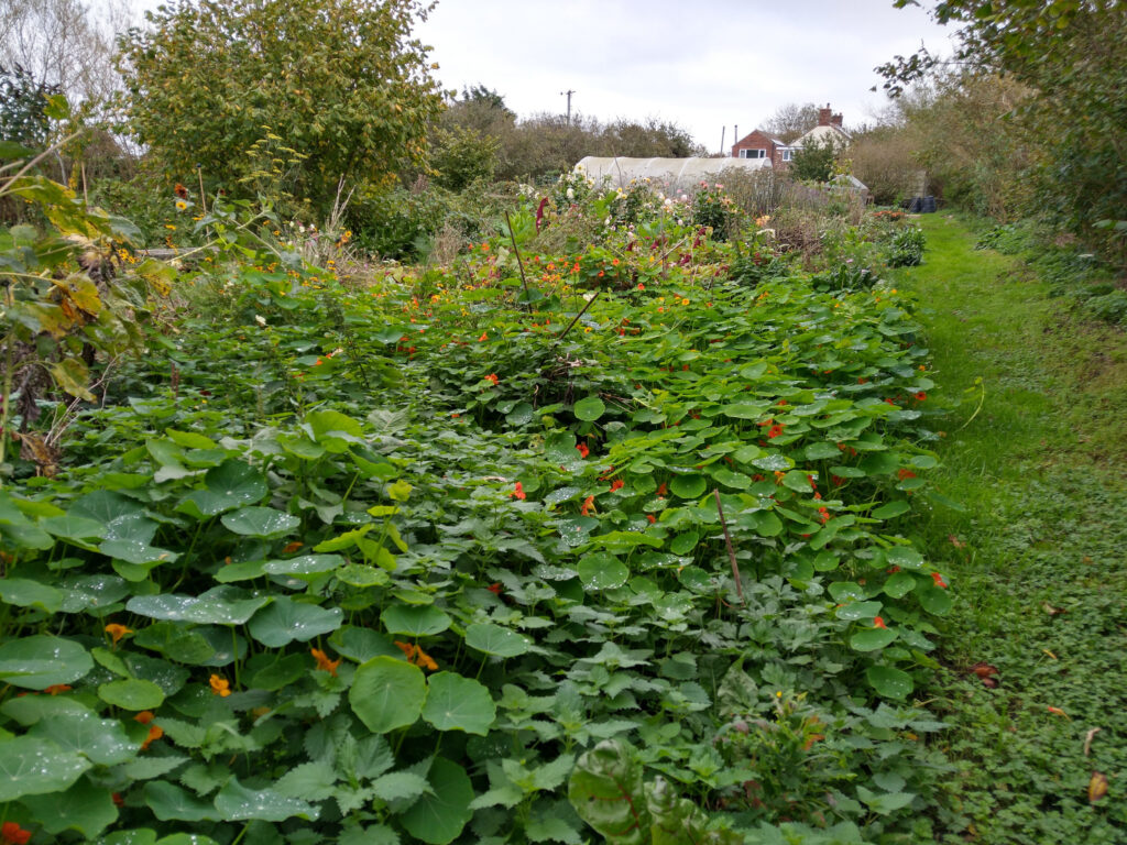 Nasturtiums taking over