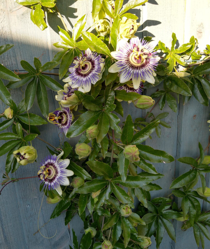 Passionflower