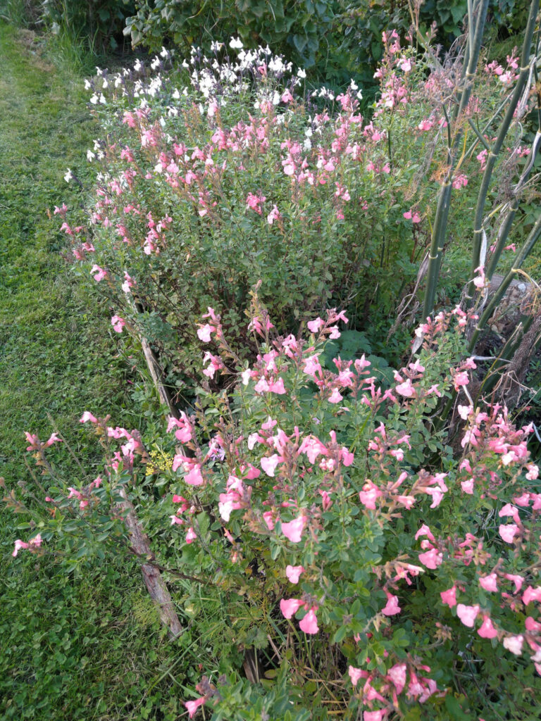 Late salvias