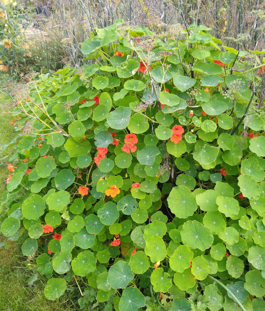 Nasturtium