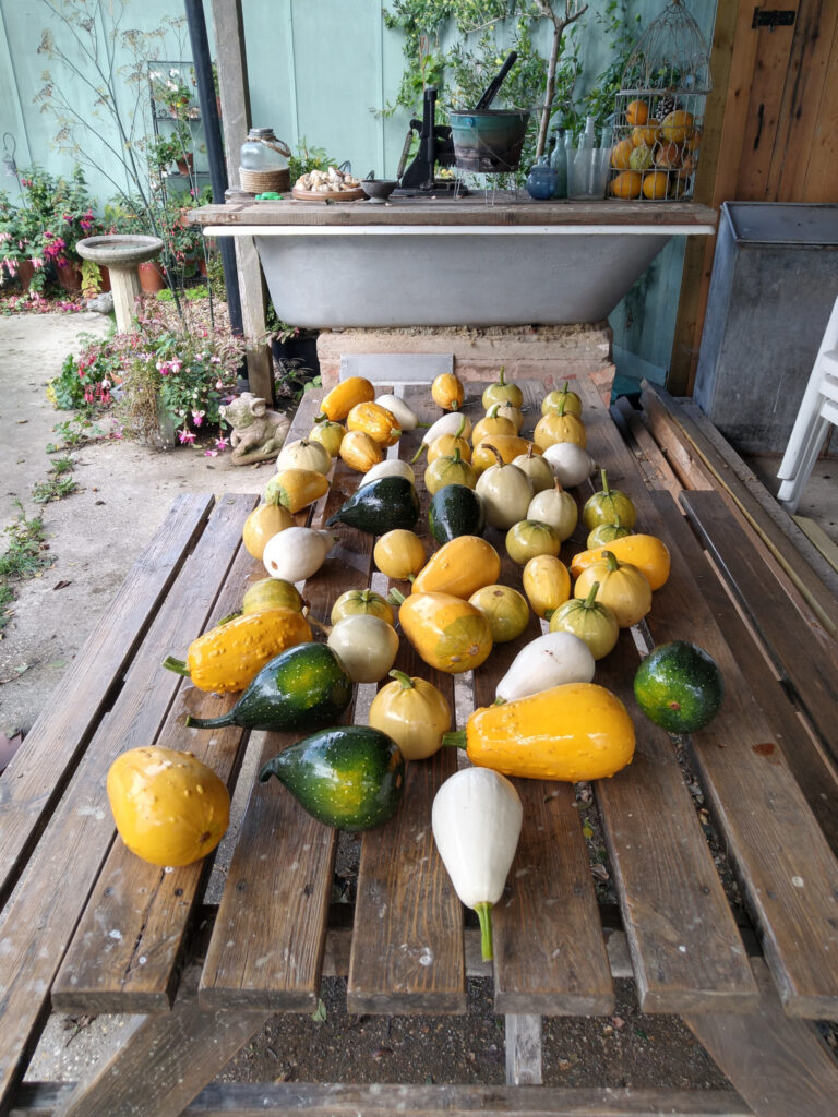 Gourds picked and drying