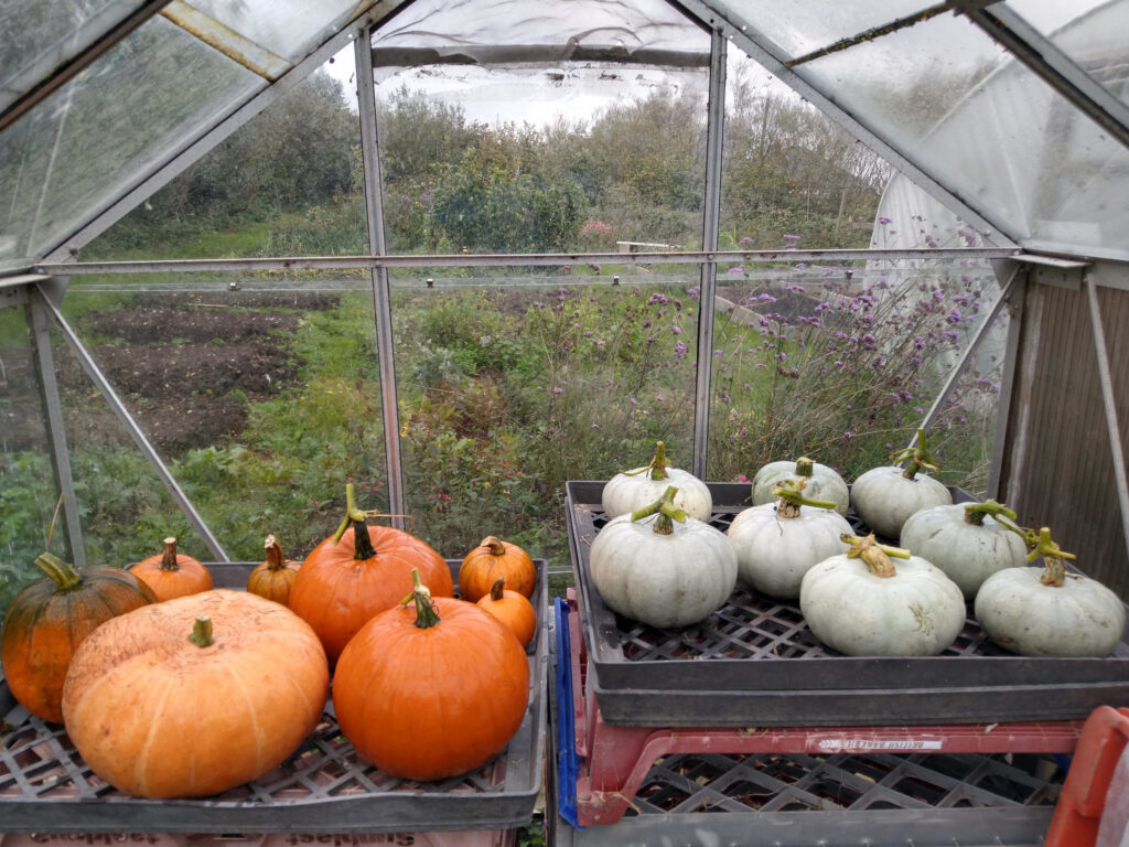 Pumpkins and squashes drying