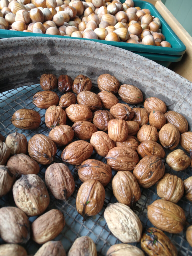 Nuts drying