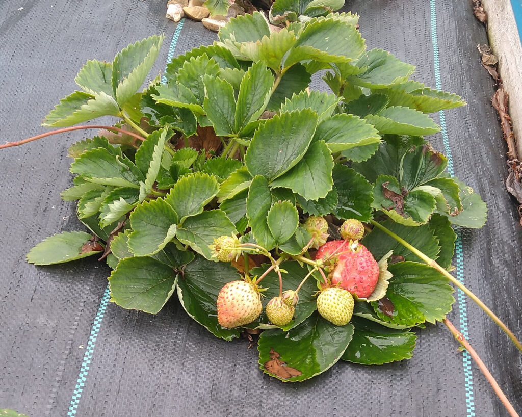 Out of season strawberries