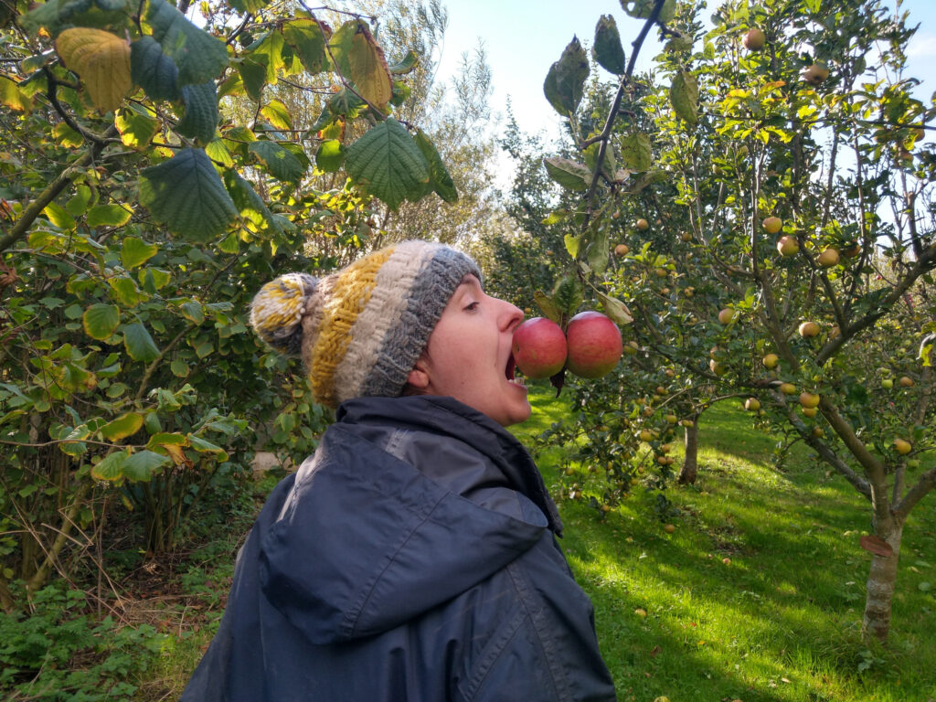 Eating apples straight from the tree
