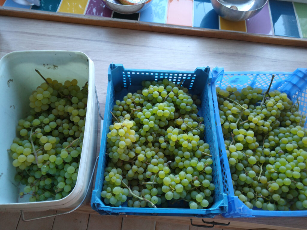 Another picking of grapes = more raisins