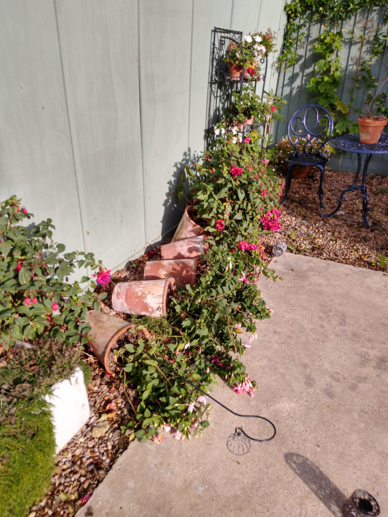 Oops! Fuchsias down