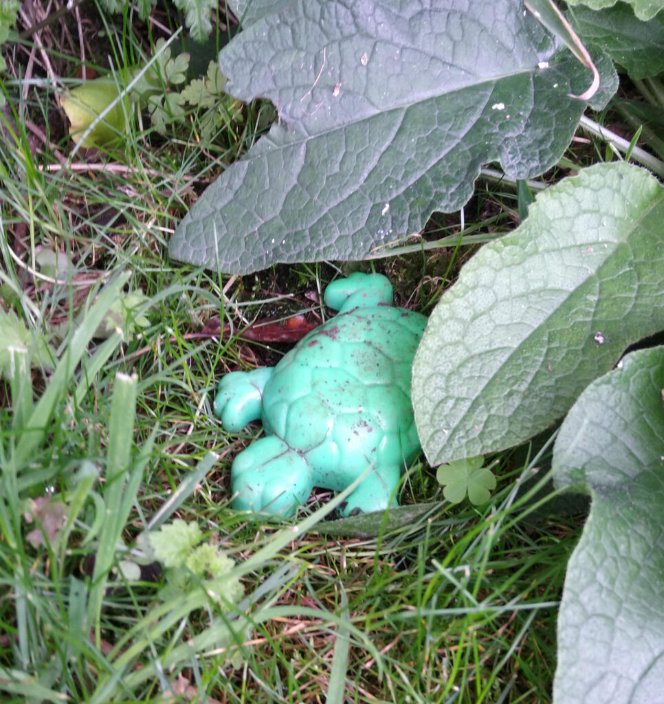 I found a tortoise living in the woods :)