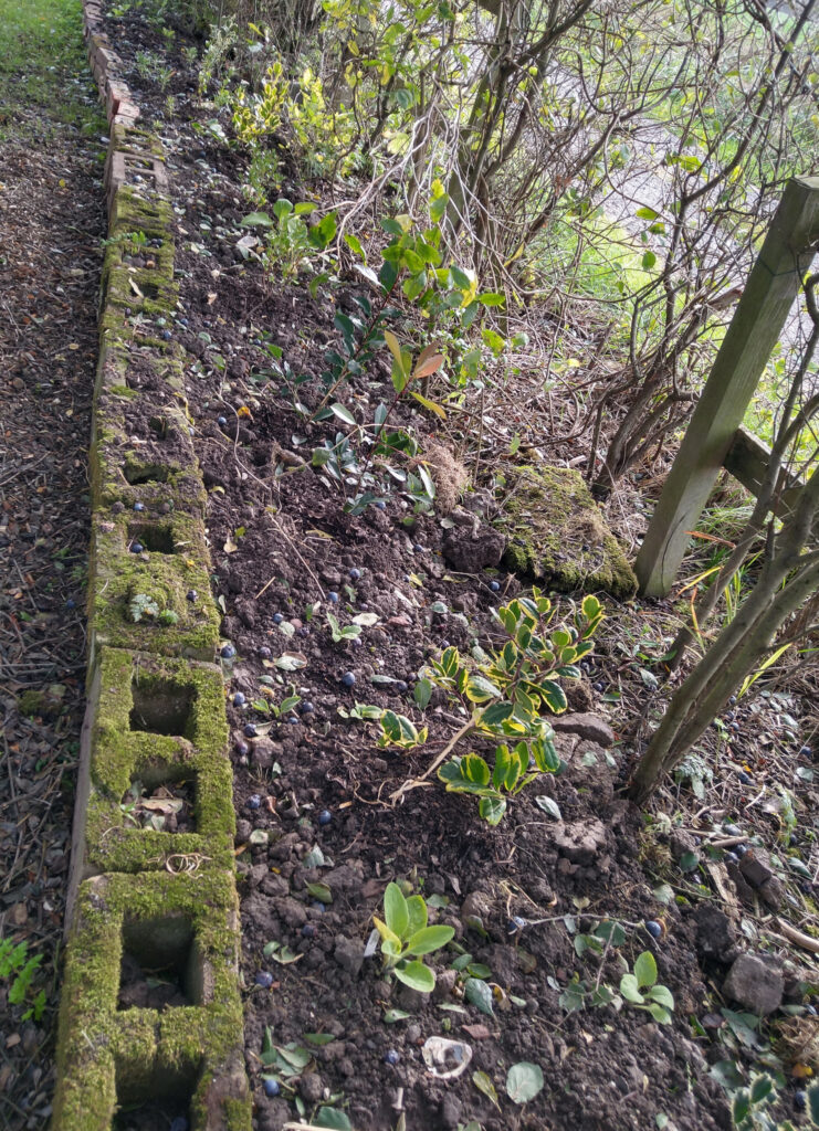Evergreens planted in the raised border
