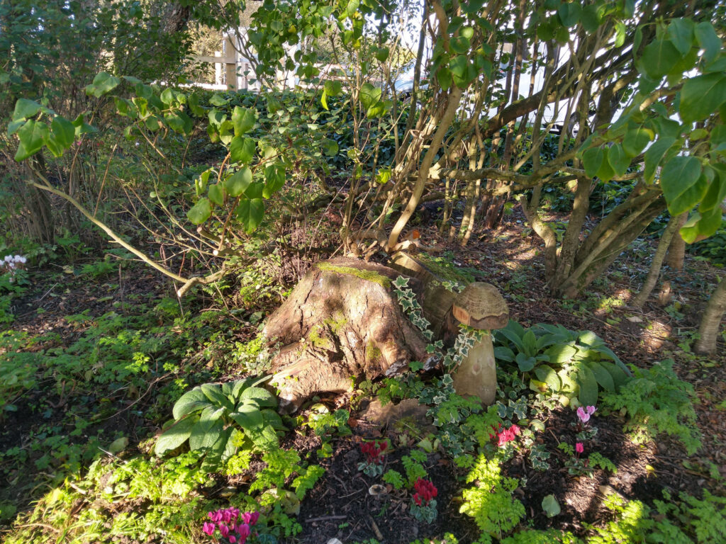 The 'stumpery' in dappled light