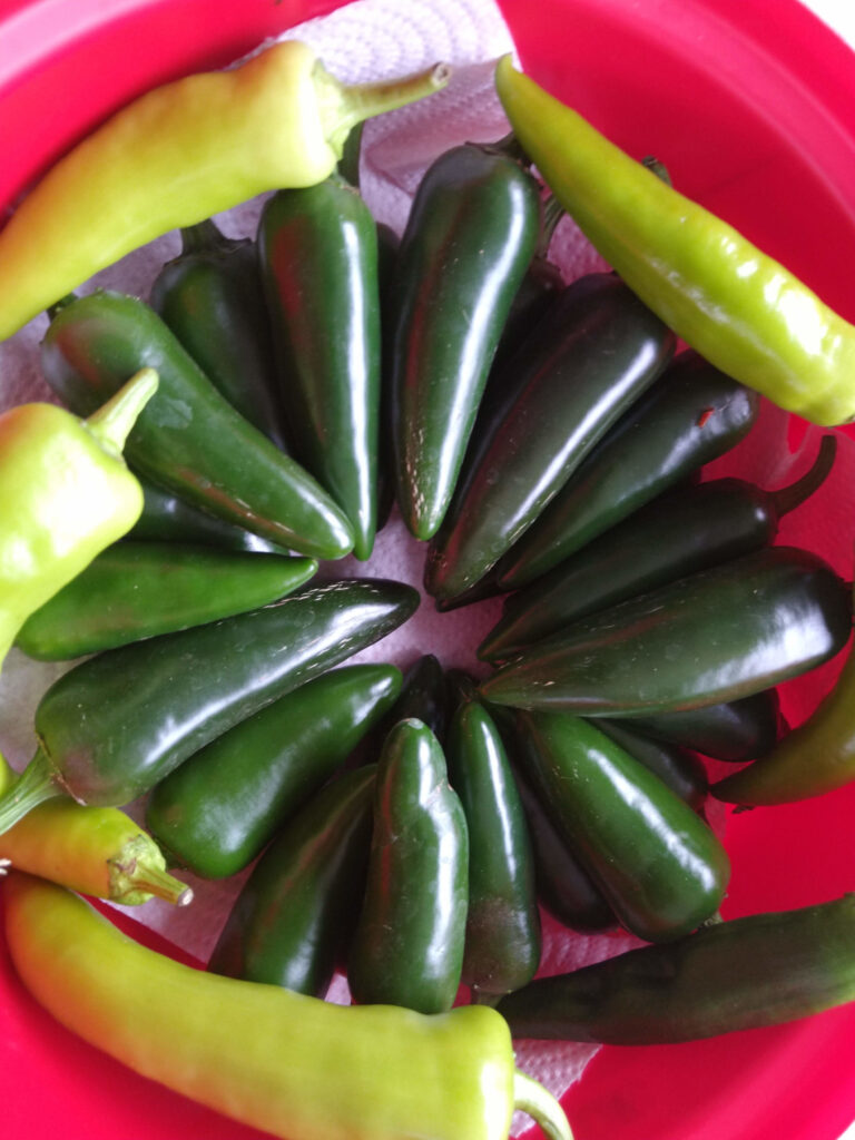 Chillis brought indoors to ripen
