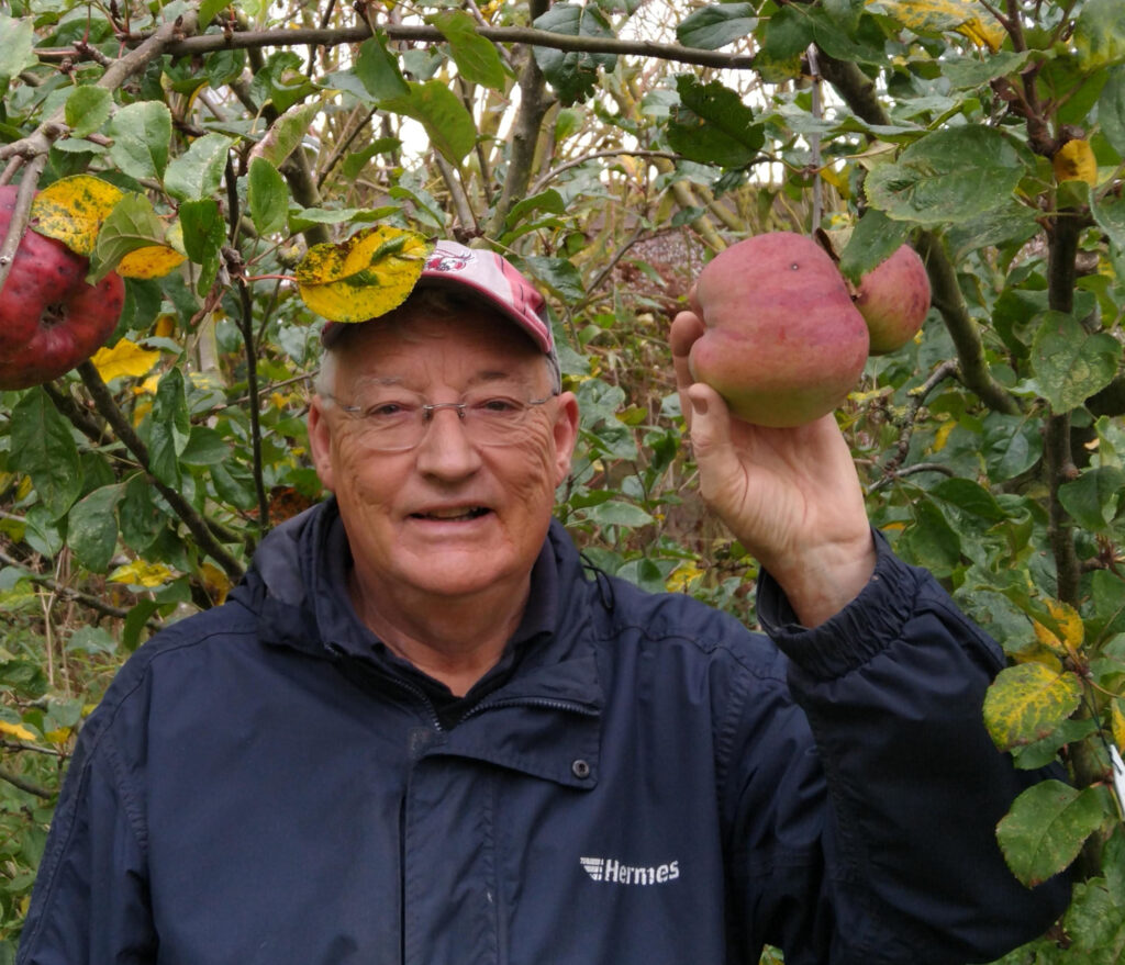 Peasgood Nonsuch - supersized apples