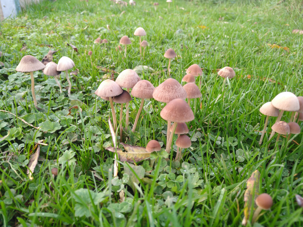 Toadstools