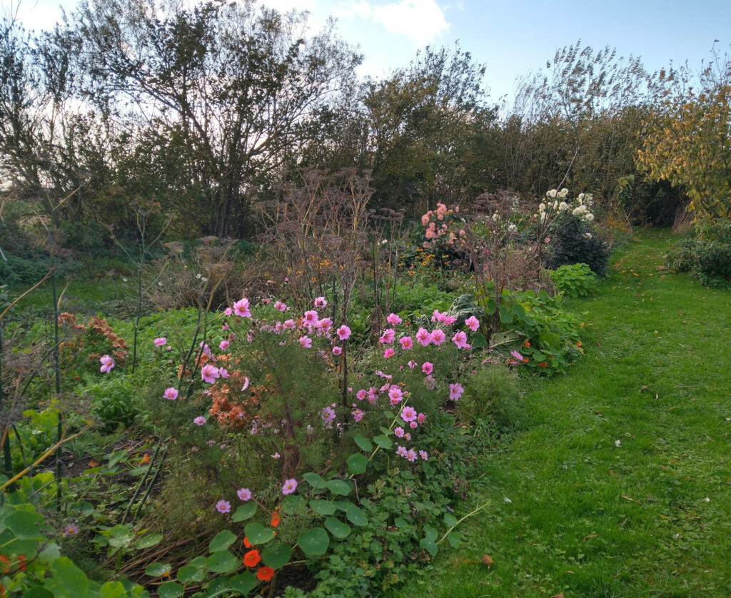 End of the season flower bed