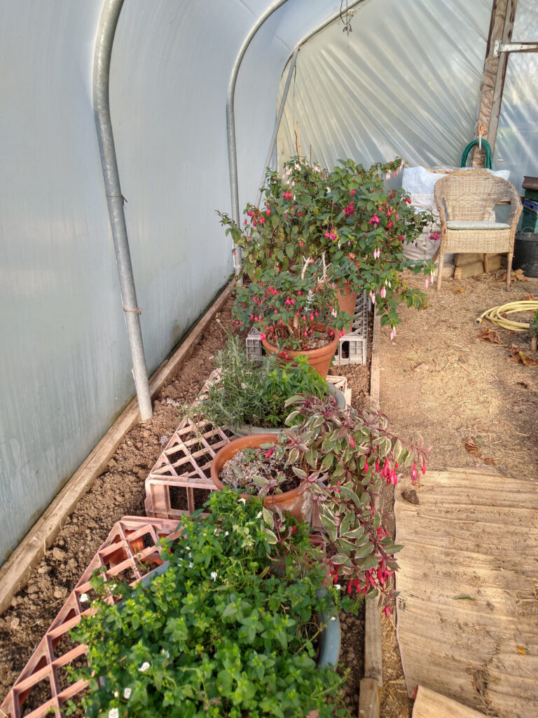 All shifted into the polytunnel
