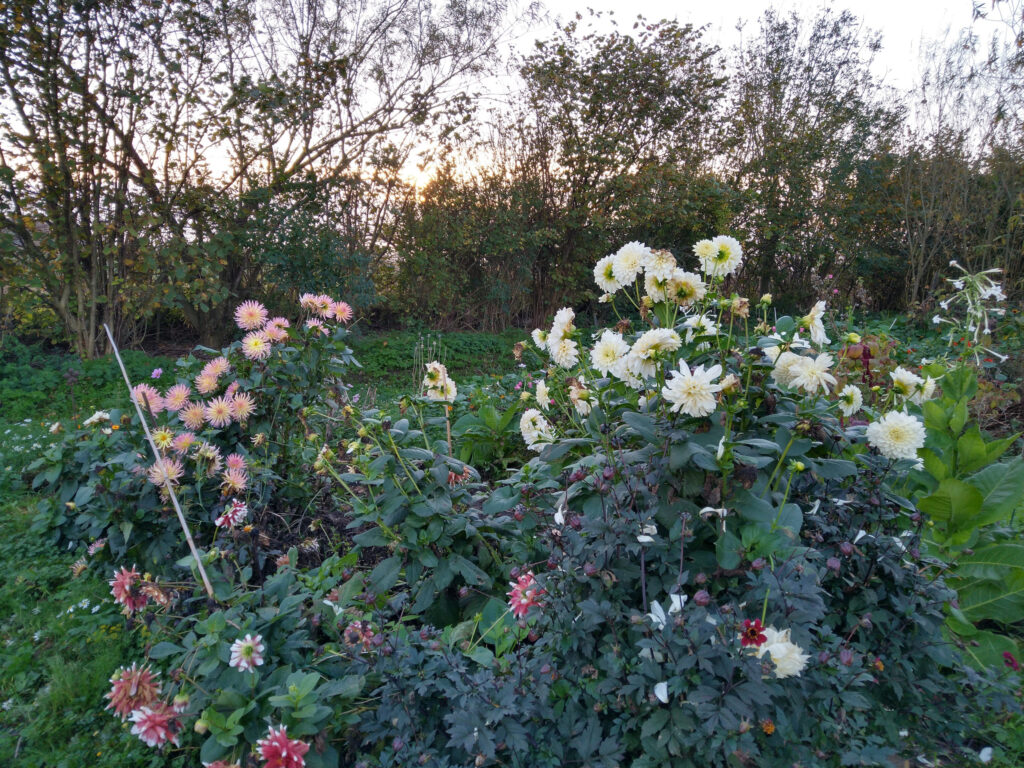 Dahlias holding on as long as possible