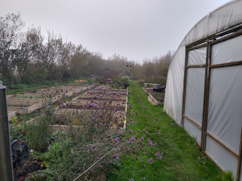 Misty morning over the new raised beds