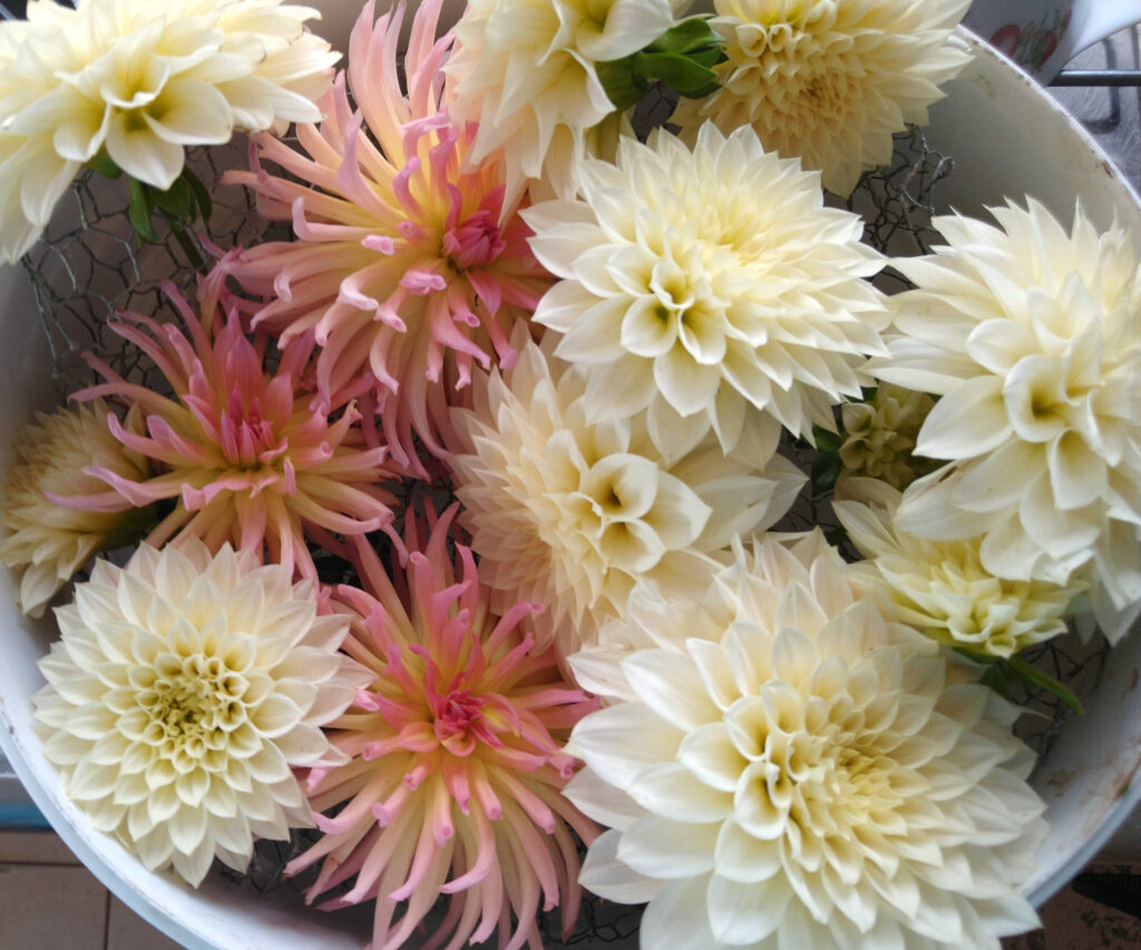 Final picking of Dahlias