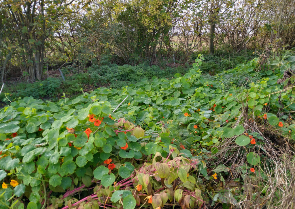 Nasturtiums still trying to take over the world