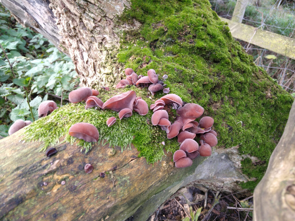 Fungus on old Elder tree