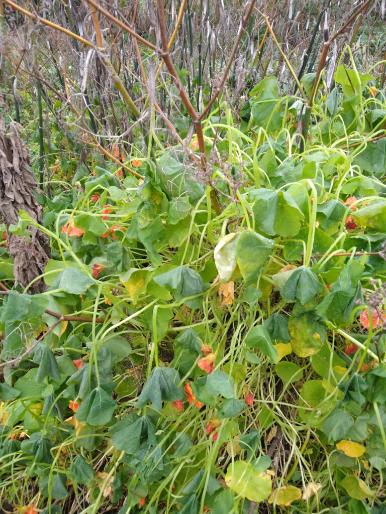 Nasturtiums after frost