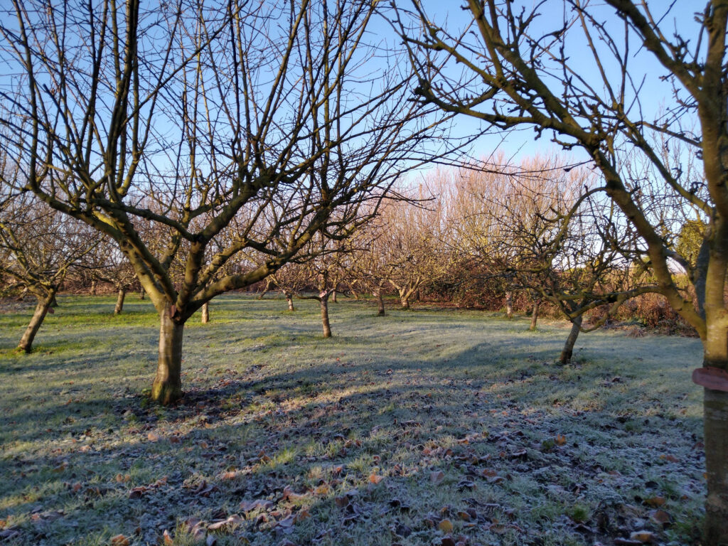 Frosty morning in the orchard