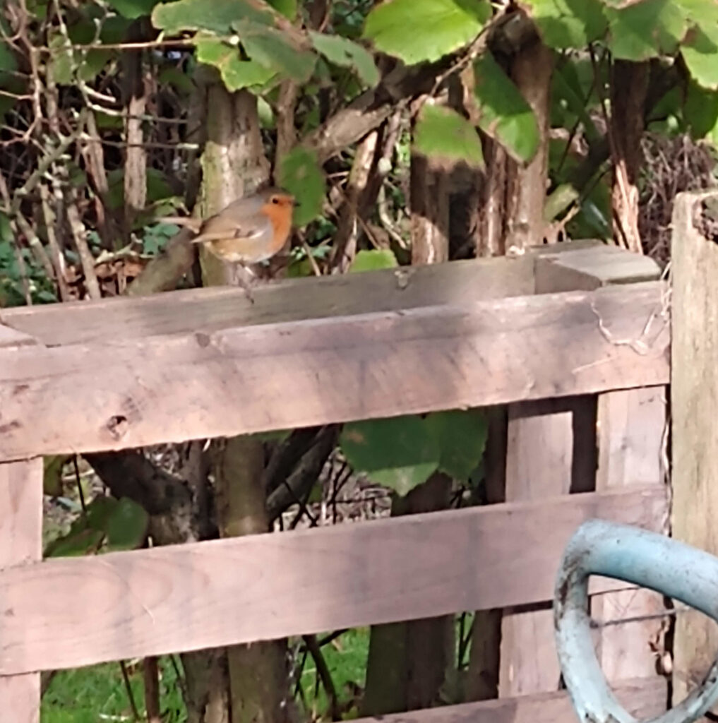 Compost bin robin