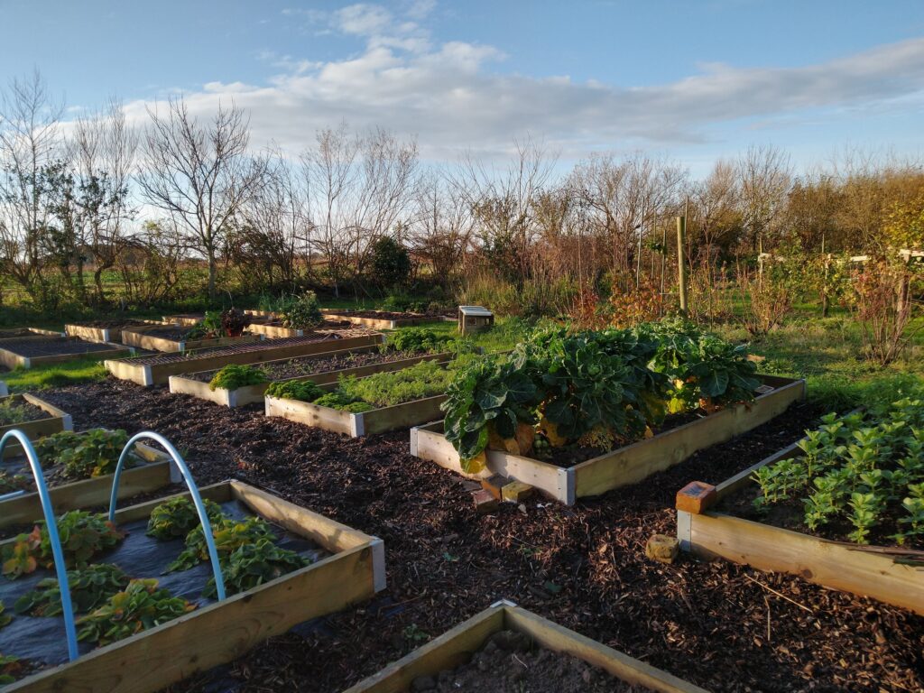 Veg beds in December