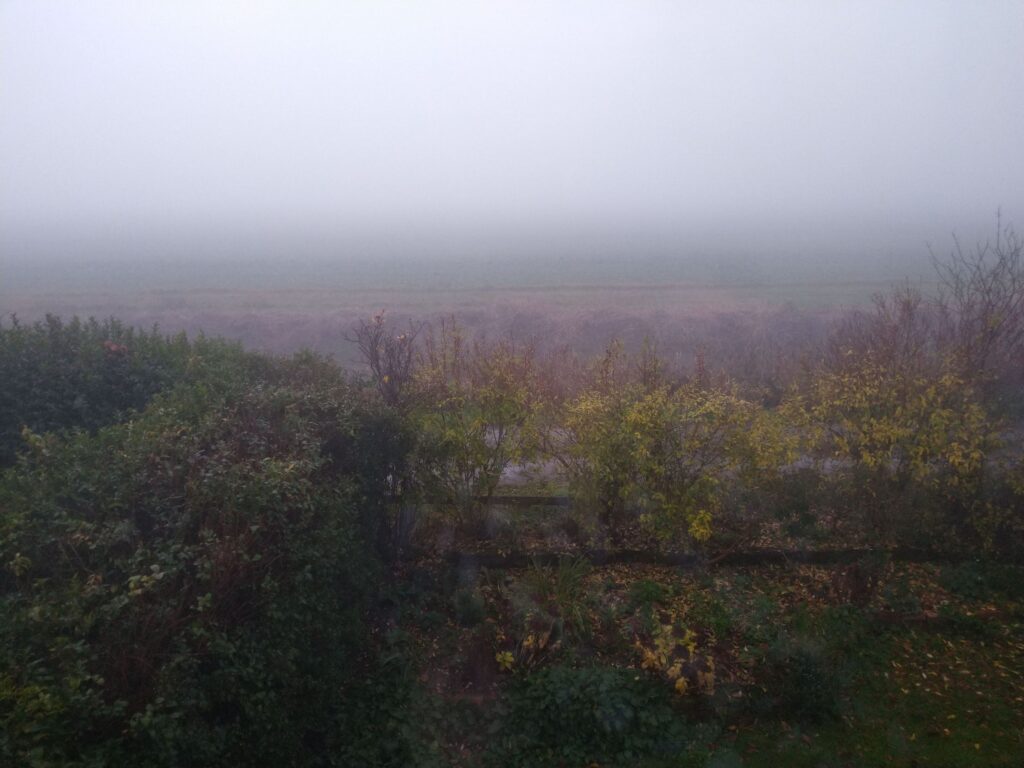 Foggy morning