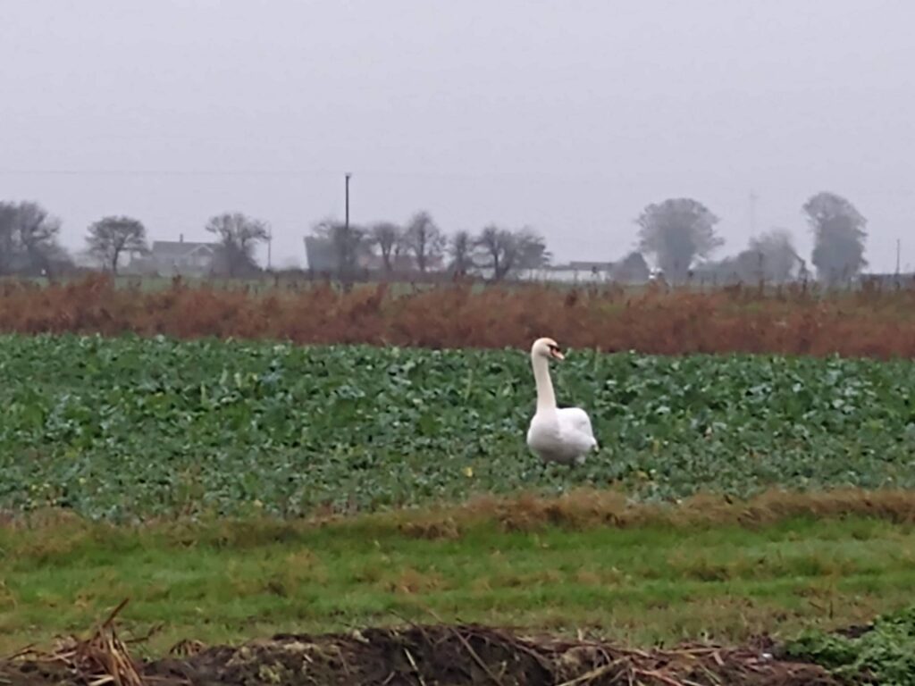 Swan