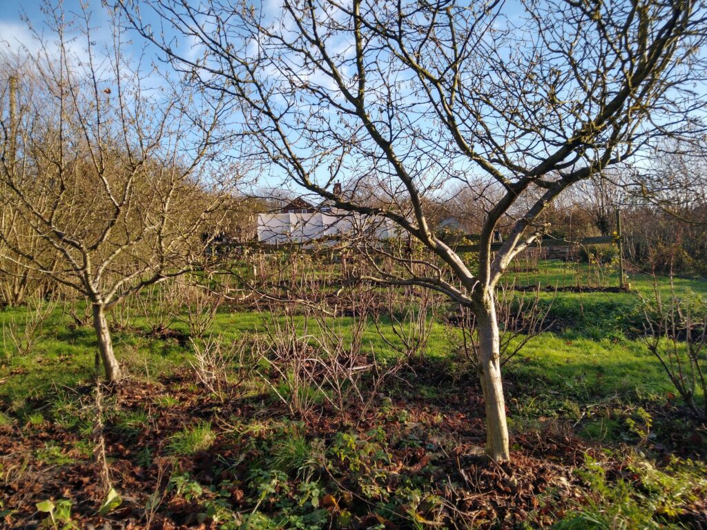 Pruning - after