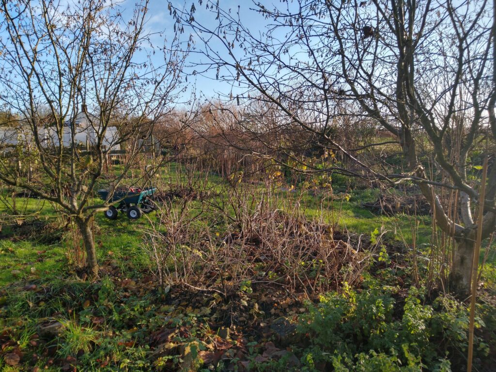 Pruning - before
