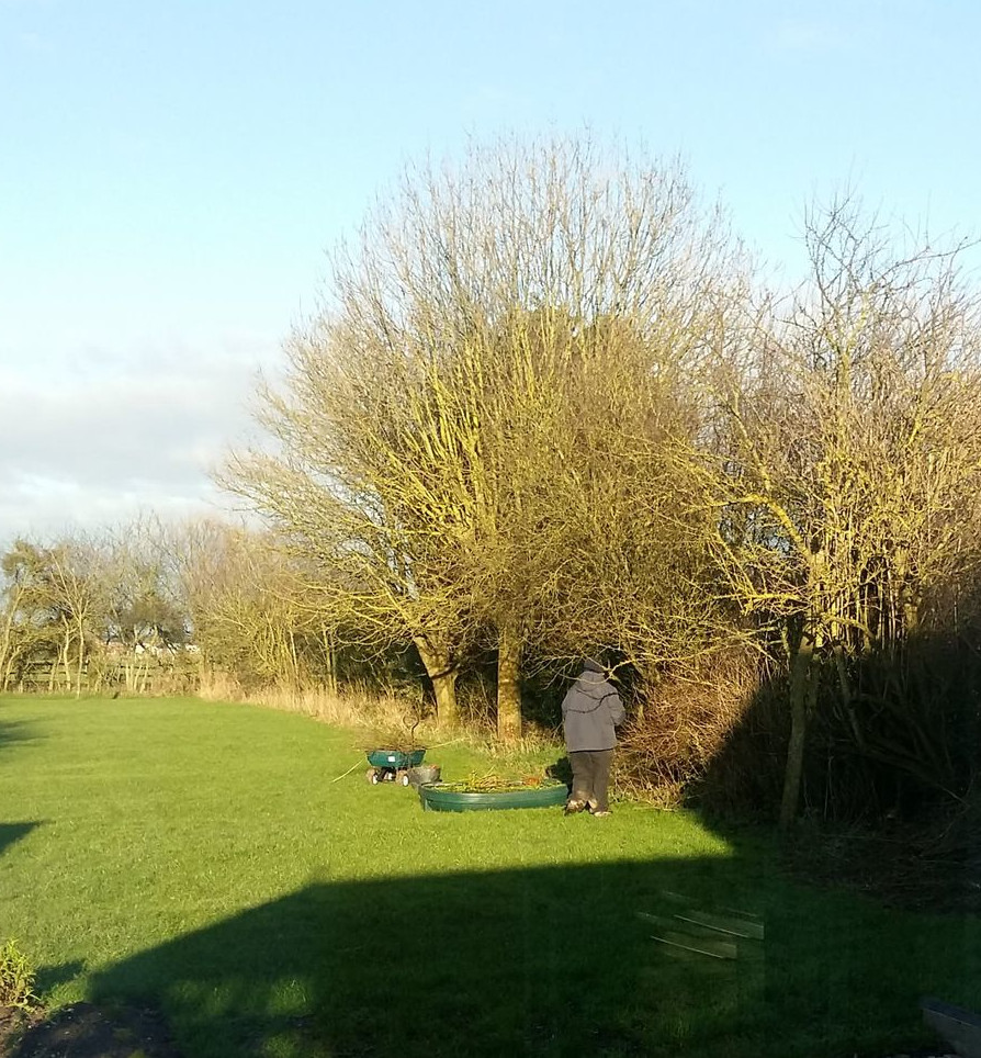 Cutting back rose hedge Cutting back rose hedge