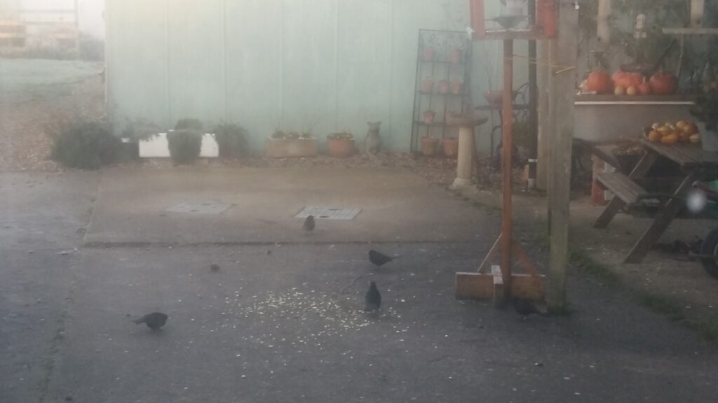 More chopped apple for the blackbirds More chopped apple for the blackbirds