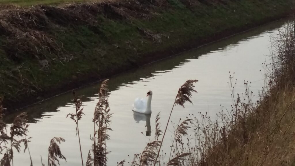 Swimming swan Swimming swan