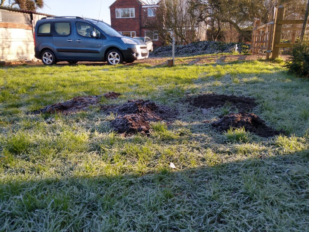 Busy moles mole hills