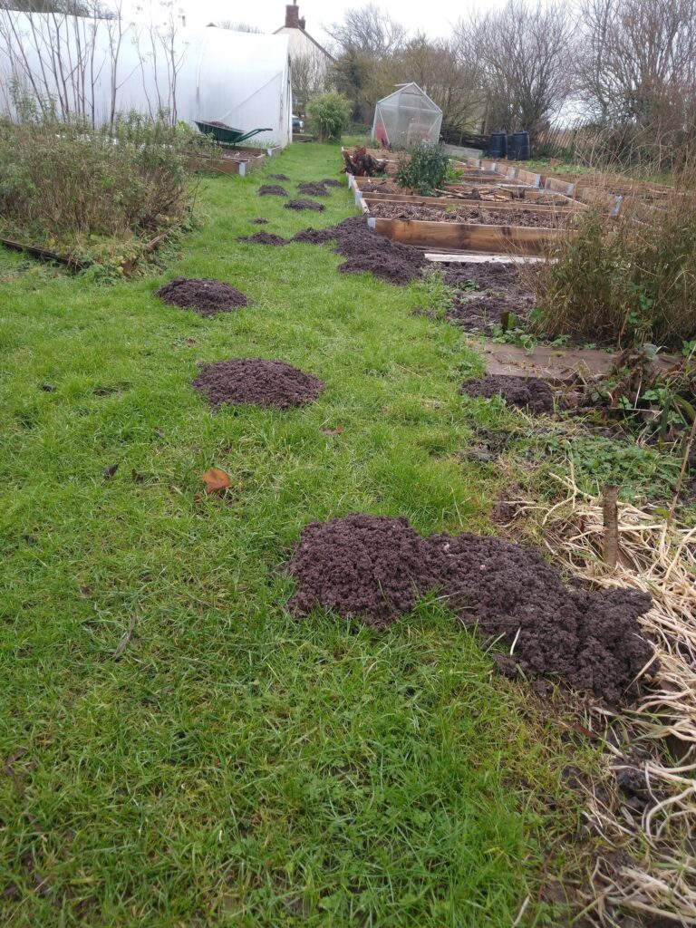 Very busy moles mole hills
