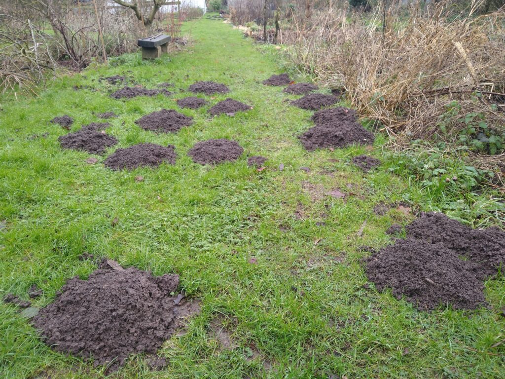 Very, very busy moles mole hills