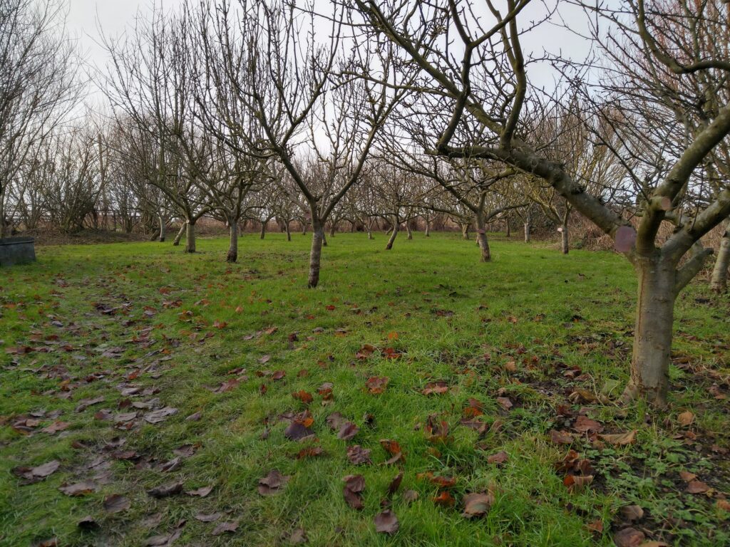 Orchard Orchard