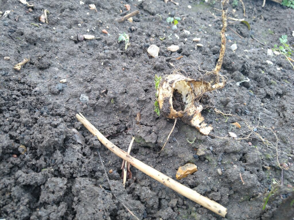 Some small furry found the parsnips Eaten parsnip