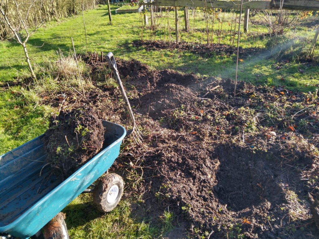 Dig a hole(remove rhubarb Removing rhubarb