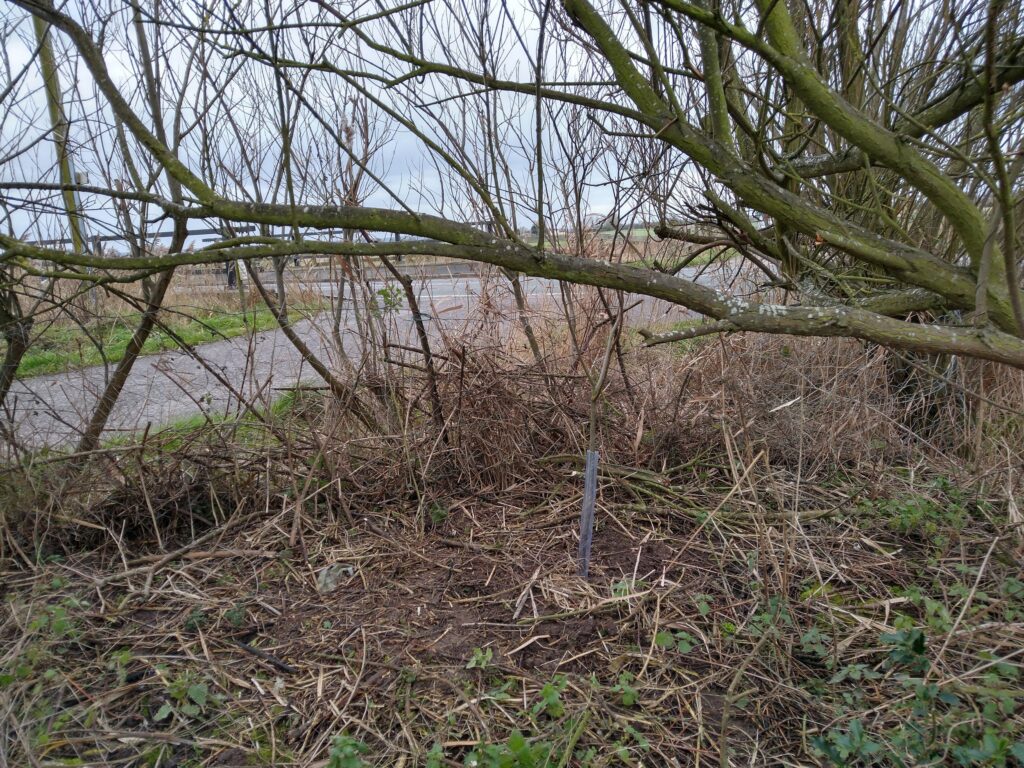 More rustic style of planting Transplanted sapling