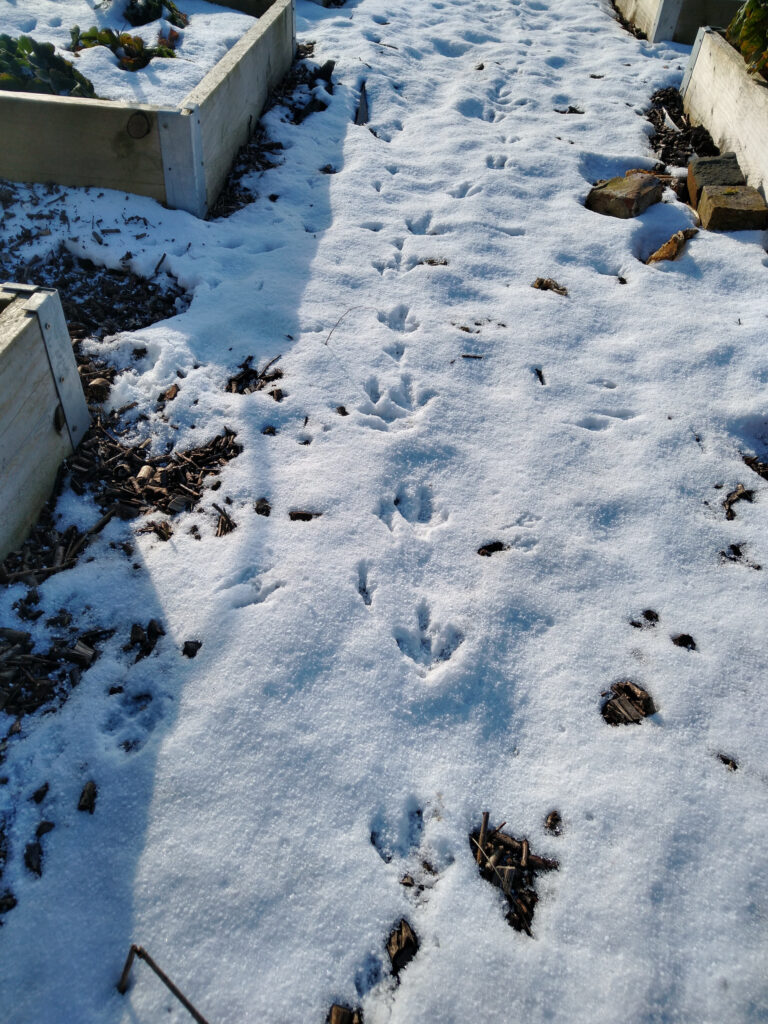 Pheasant tracks Pheasant tracks