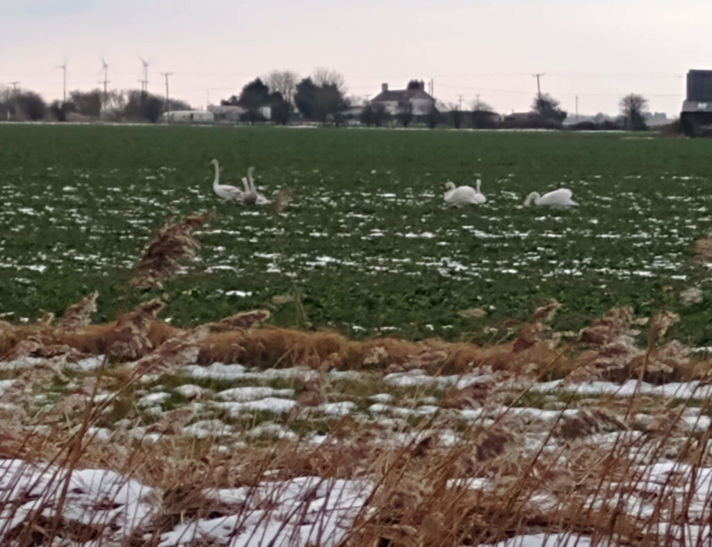 Swans in front fields Swans in front field